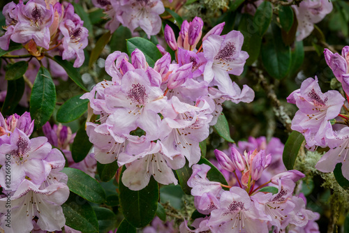 photo of spring flowers in the park