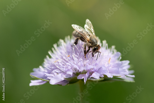 Close-up of a western honeybee searching for pollen on a purple wildflower. The background is green.