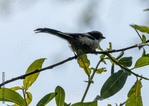 Long-tailed Tit (Aegithalos caudatus) - Commonly Found in Europe and Asia