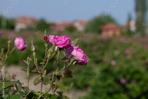 The pink roses in the rosefields at famous city that is Isparta is a famous city in Turkey. photo