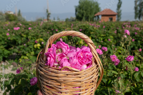 A basket of Isparta roses and a rose garden in the background.