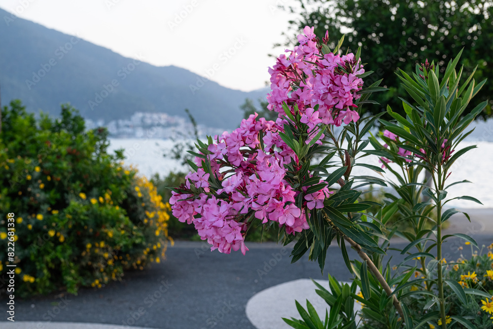 Pink oleander flowers on the sea beach. Pink oleander flowers on the sea beach.
