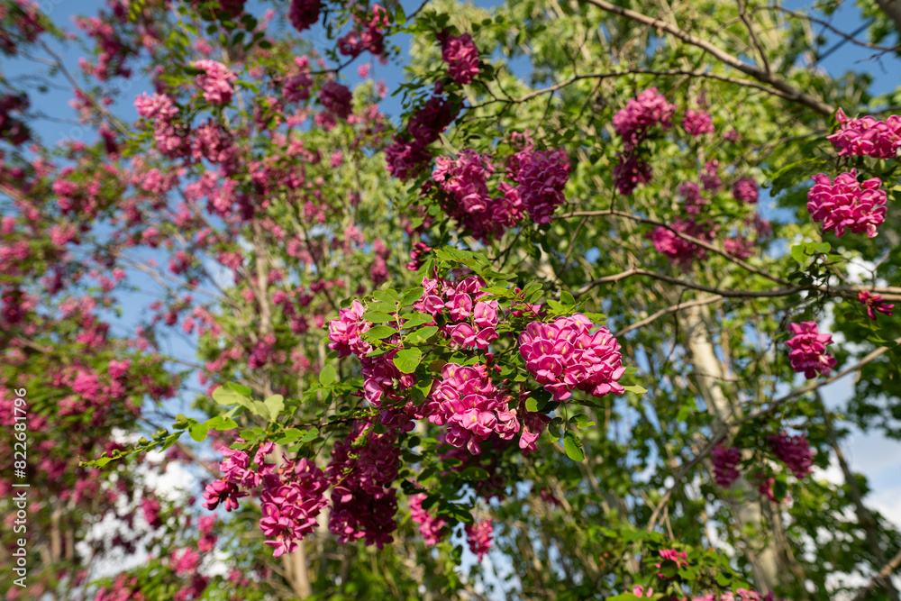 Beautiful Rose Acacia, Robinia pseudoacacia, Blooming in the Spring Garden. Robinia Viscosa close up. Spring seasonal background with fresh green. Beautiful Rose Acacia, Robinia pseudoacacia, Blooming in the Spring Garden. Robinia Viscosa close up. Spring seasonal background with fresh green.