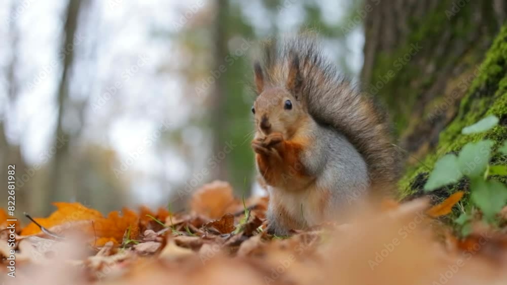 A cute squirrel is chewing a nut. Squirrel eats nuts in the autumn forest close-up. Animal, wild, cute, rodent, nature, forest, walnut, stump, blurred background. A cute squirrel is chewing a nut. Squirrel eats nuts in the autumn forest close-up. Animal, wild, cute, rodent, nature, forest, walnut, stump, blurred background.