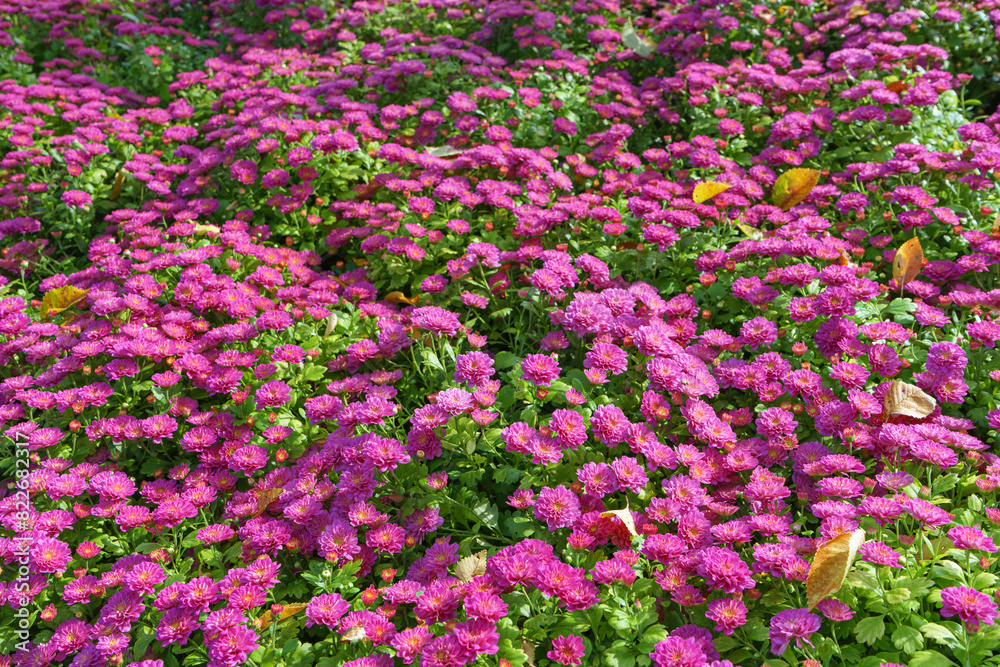 Fresh bright blooming pink korean garden chrysanthemums bushes Cherry lace in autumn garden outside in sunny day. Flower background for greeting card, wallpaper, banner, header. Fresh bright blooming pink korean garden chrysanthemums bushes Cherry lace in autumn garden outside in sunny day. Flower background for greeting card, wallpaper, banner, header.