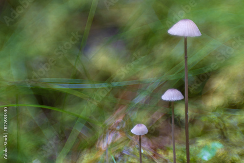 Poisonous little mushrooms in the forest close-up.