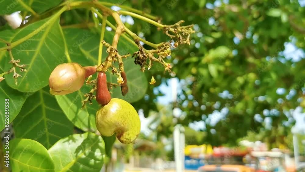 Cashew tree Anacardium occidentale with ripe fruits nuts in Mexico.