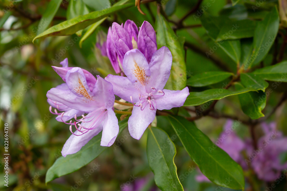Flowering bush of pink rhododendron Flowering bush of pink rhododendron