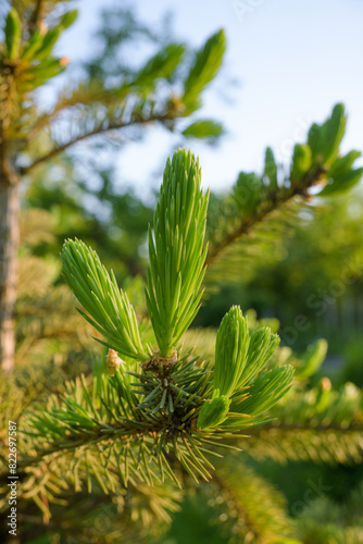 The young shoots of a Christmas tree