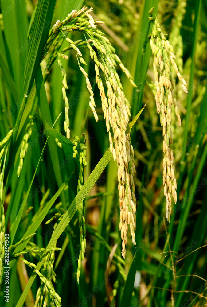 Selective focus picture and close up of ready to harvest jasmine fragrant rice at paddy field in Sekinchan. Selective focus picture and close up of ready to harvest jasmine fragrant rice at paddy field in Sekinchan.