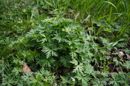 Green leaves