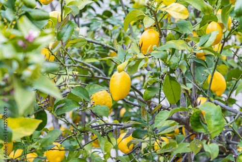 Portugal, Monsanto. Lemons growing on a tree. photo