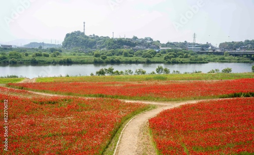 나주 영산강 강변에 핀 빨간 꽃양귀비(개양귀비꽃)