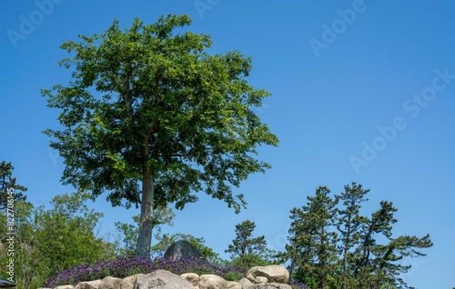 신안 퍼플섬의 라벤더 꽃동산의 작은 팽나무