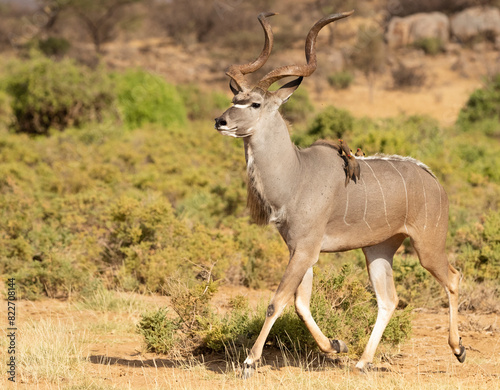 Greater Kudu, Tragelaphus Strepsiceros, Kenya, Africa photo