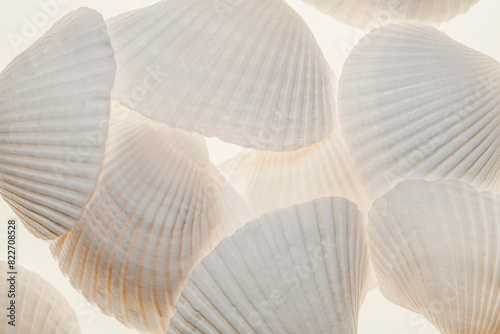 Shells with light photo