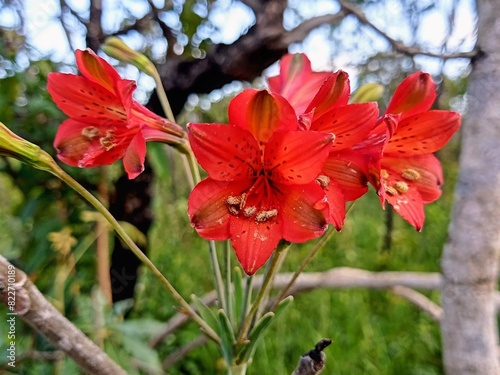 Alstroemeria gardneri photo