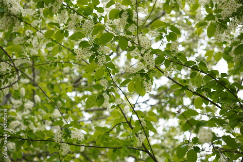 White flowers background