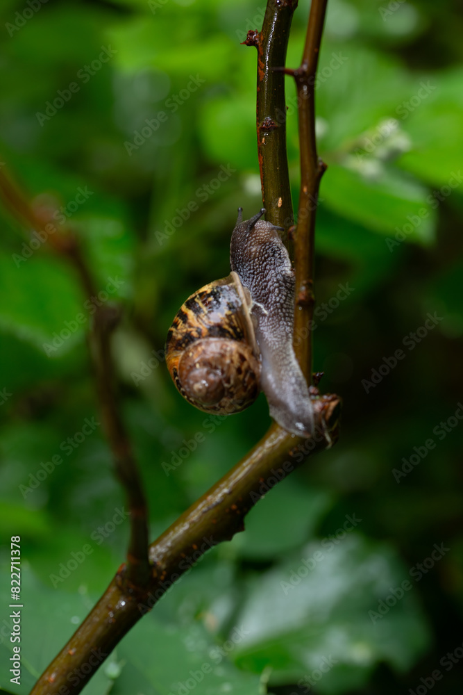 snail on a branch snail on a branch