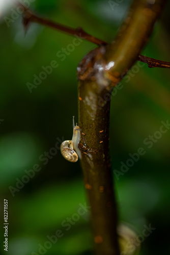 snail on a branch