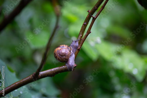 snail on a branch