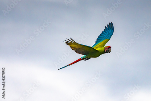 Costa Rica. Great green macaw in flight. photo