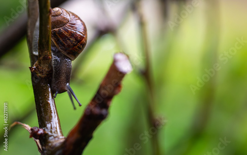 snail on a branch