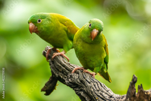 Costa Rica. Orange-chinned parakeets close-up. photo