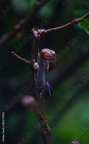 snail on a branch