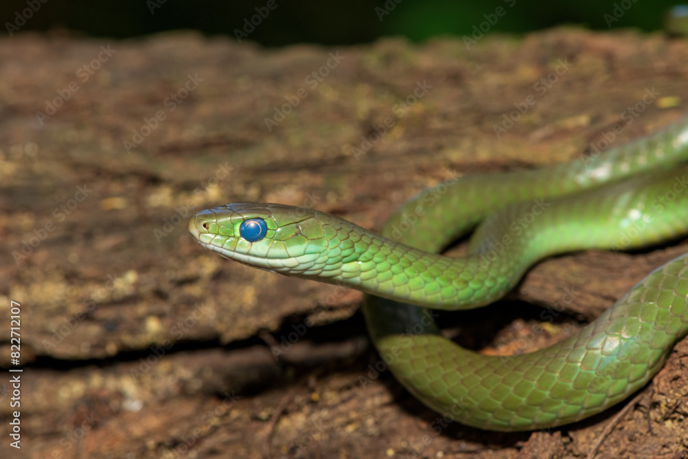 A beautiful green water snake (Philothamnus hoplogaster) on a fallen tree in the wild A beautiful green water snake (Philothamnus hoplogaster) on a fallen tree in the wild