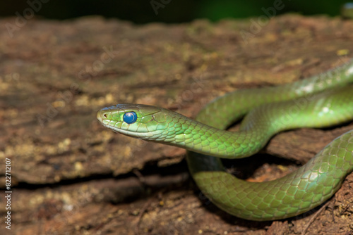 A beautiful green water snake (Philothamnus hoplogaster) on a fallen tree in the wild
