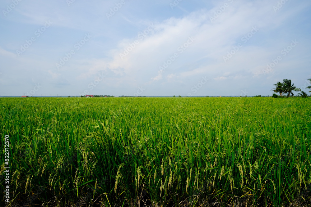 A landscape picture of paddy field plant waiting to harvest in Sekinchan A landscape picture of paddy field plant waiting to harvest in Sekinchan