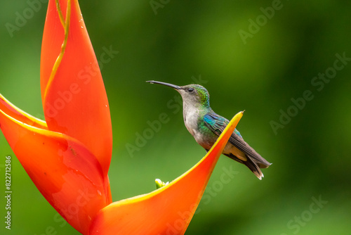 Costa Rica. Female white-necked Jacobin hummingbird feeding on heliconia plant. photo