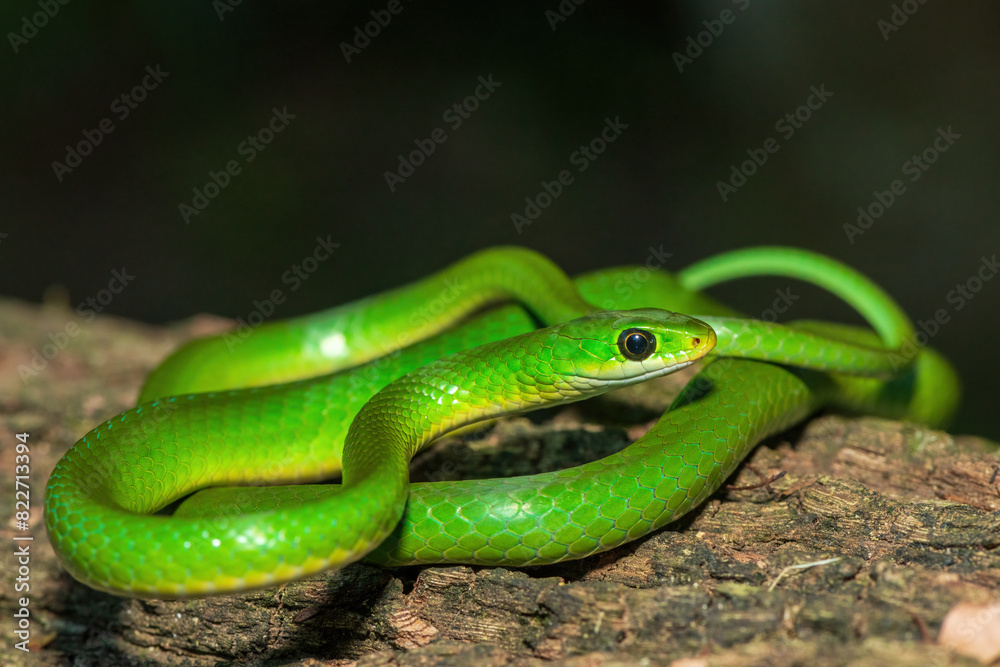 Fototapeta premium A beautiful green water snake (Philothamnus hoplogaster) on a fallen tree in the wild