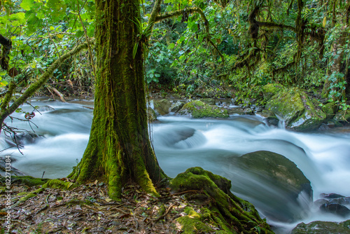 Costa Rica, Cordillera de Talamanca. Savegre River rapids. photo
