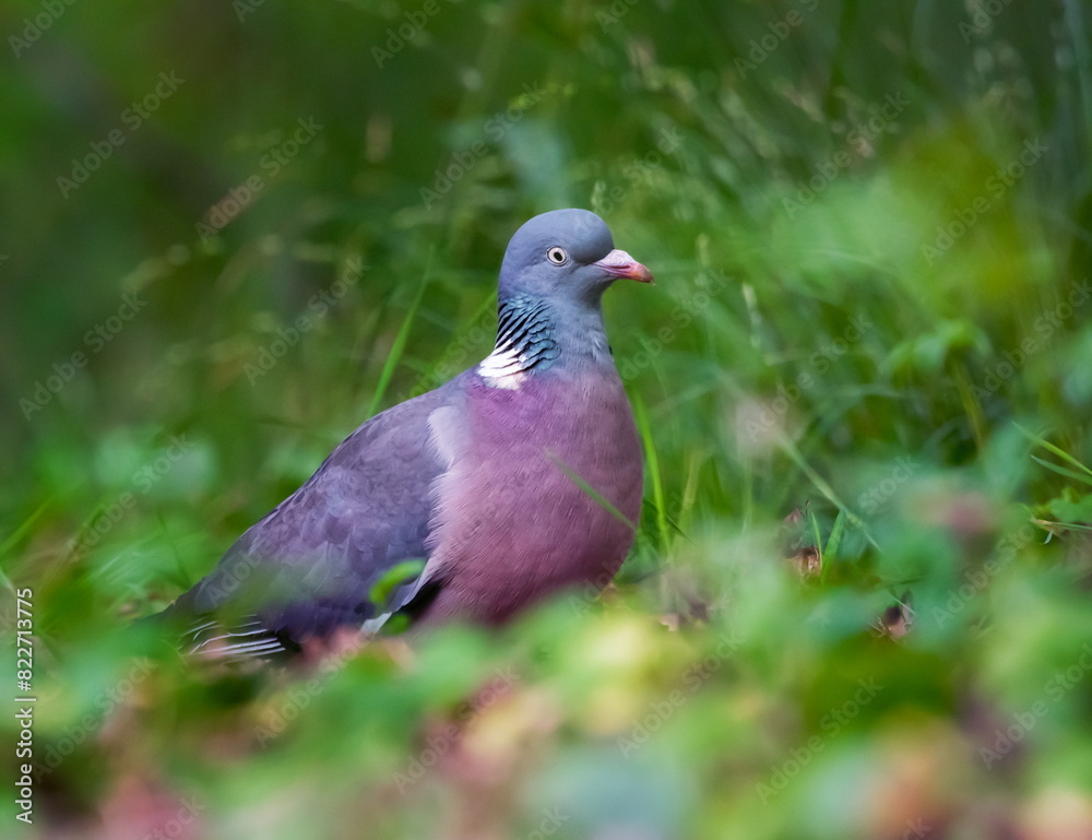 Rock dove, rock pigeon, or common pigeon, Columba livia, in the grass Rock dove, rock pigeon, or common pigeon, Columba livia, in the grass