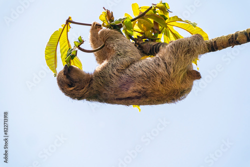 Costa Rica. Close-up of three-toed sloth eating. photo
