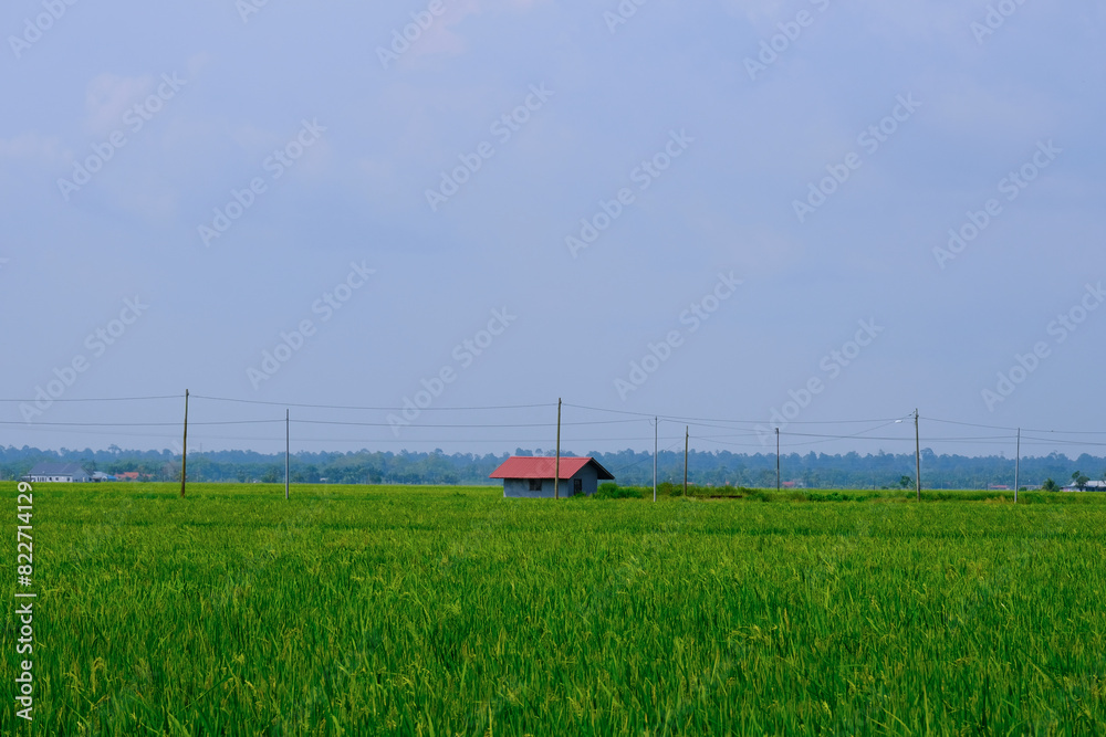 A landscape picture of paddy field  in Sekinchan with house and electric pole insight.