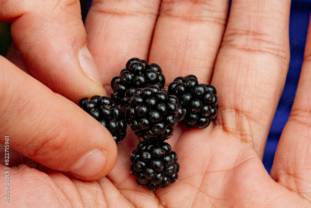 Blackberries (Rubus subg. Rubus) in Monte Isola, Lake Iseo, Lombardy, Italy Blackberries (Rubus subg. Rubus) in Monte Isola, Lake Iseo, Lombardy, Italy