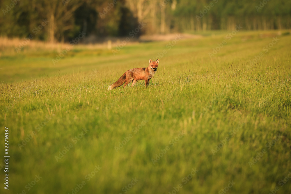 Fuchs auf der Futtersuche am Abend bei Sonnenuntergang Fuchs auf der Futtersuche am Abend bei Sonnenuntergang