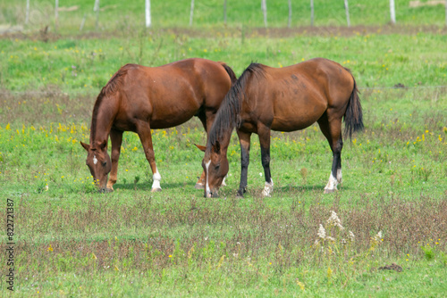 Horses grazing on the prairie