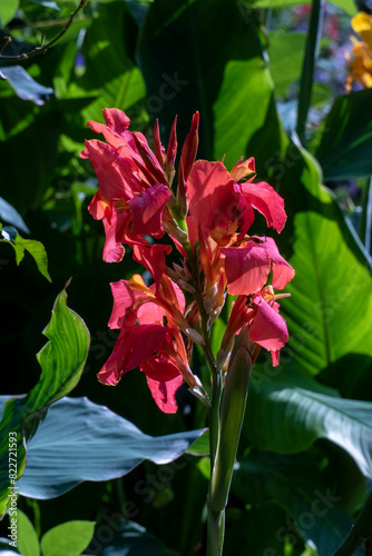 Indisches Blumenrohr, Blüte in orange  rot, Canna indica 
 photo