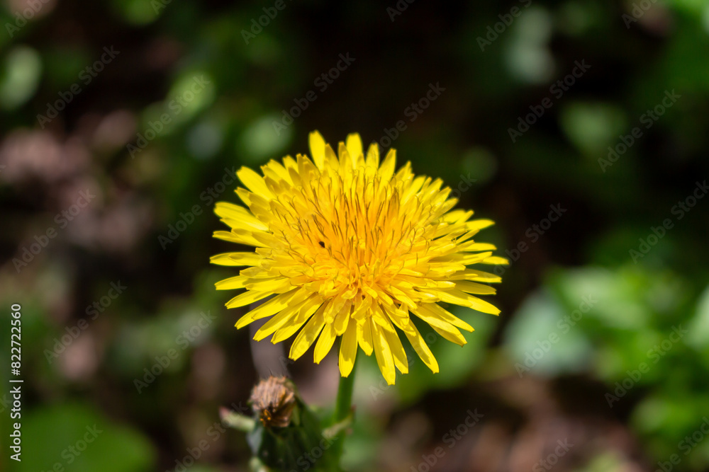 Edible fresh yellow blowball dandelion flowers, spring, summer Edible fresh yellow blowball dandelion flowers, spring, summer