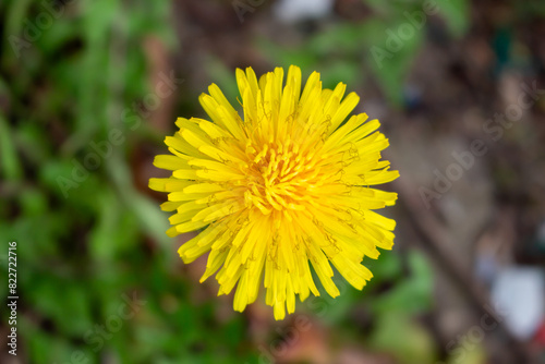 Edible fresh yellow blowball dandelion flowers  spring  summer