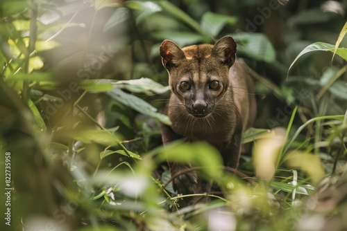 A fossa prowling through the underbrush of a Madagascar forest, with a focused hunting stance