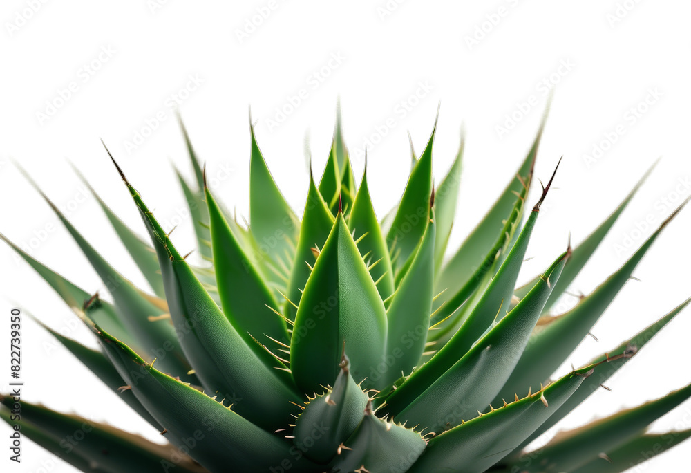 olated path clipping stems background included white plant spiny green succulent ornamental cactus
olated path clipping stems background included white plant spiny green succulent ornamental cactus