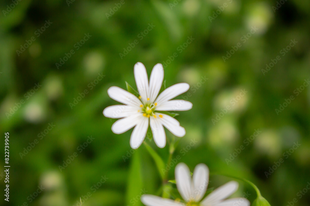 large star-weed - Stellaria holostea - white - detail view large star-weed - Stellaria holostea - white - detail view
