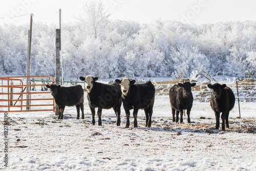 feeder calves on a frosty winter day