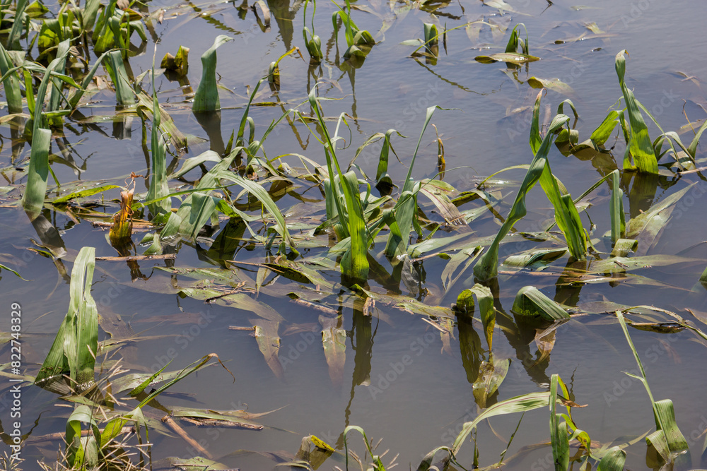 Naklejka premium flooded corn field