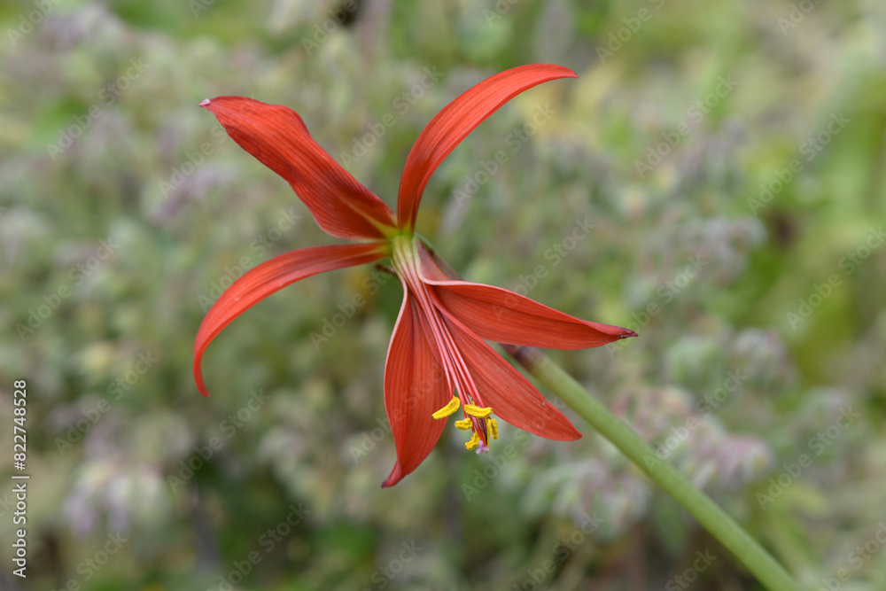 Obraz premium スプレケリア ツバメズイセン